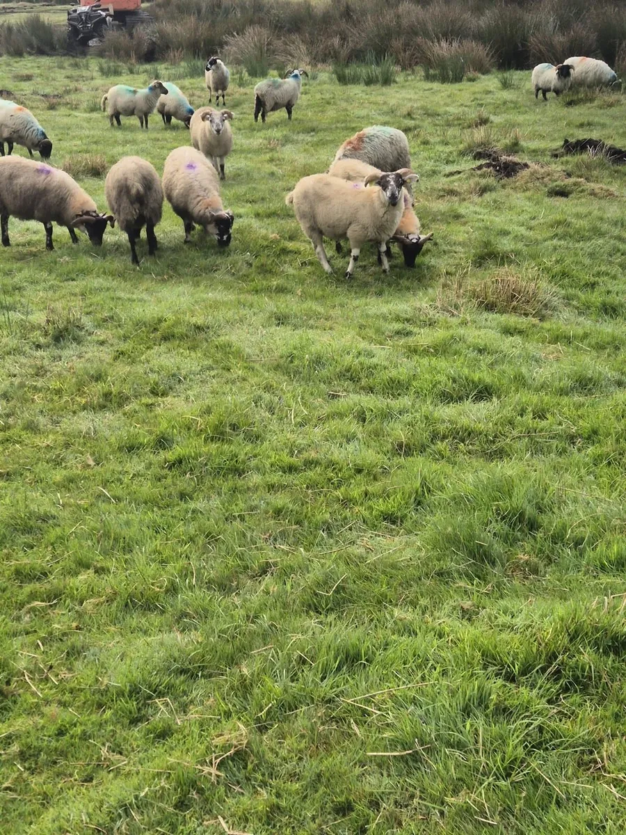 50 Lambs - Image 1