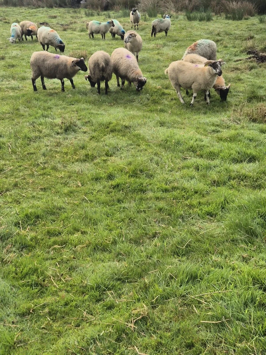 50 Lambs - Image 2