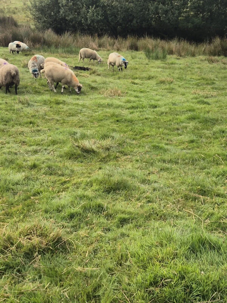 50 Lambs - Image 3
