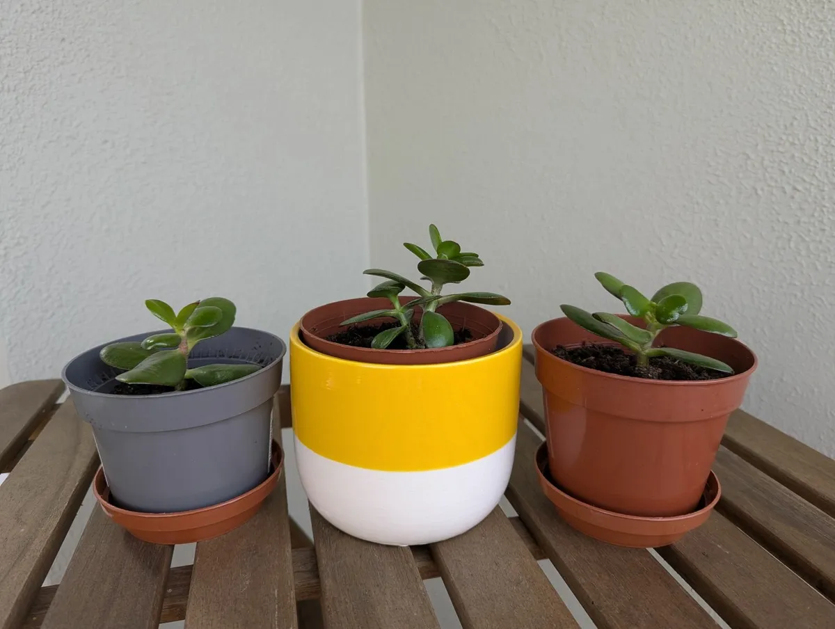 Small jade plants for sale - Image 2