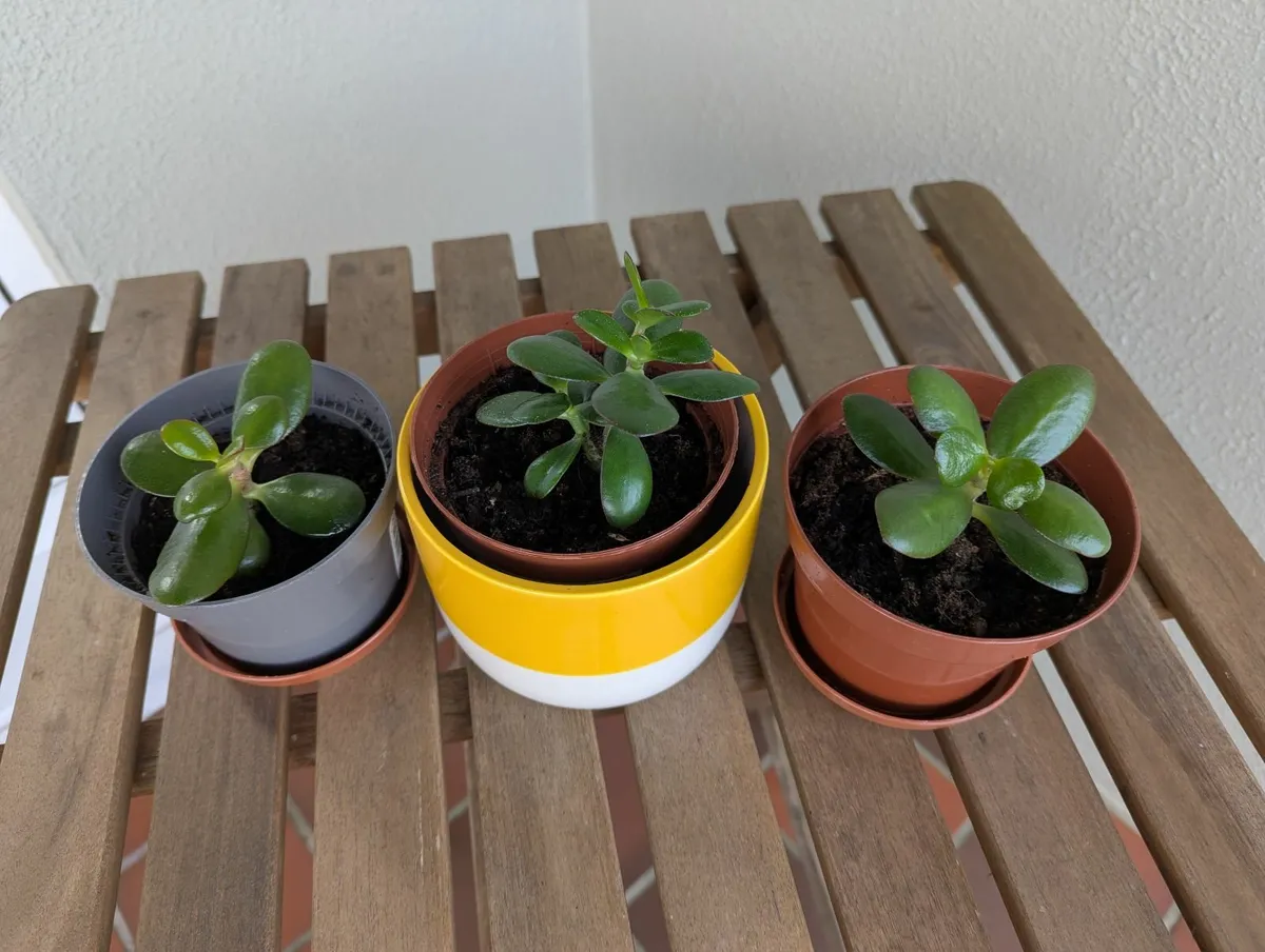 Small jade plants for sale - Image 1