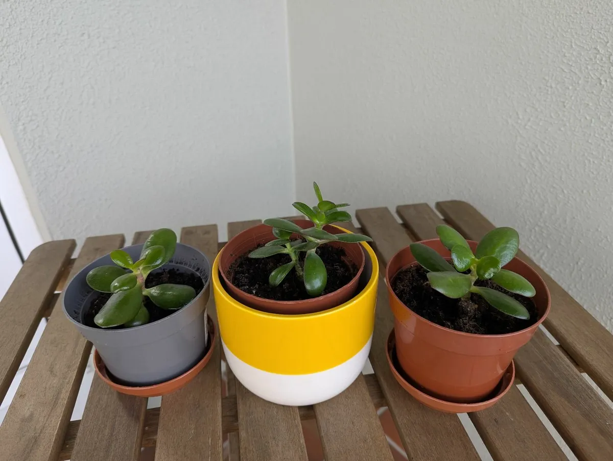 Small jade plants for sale - Image 3