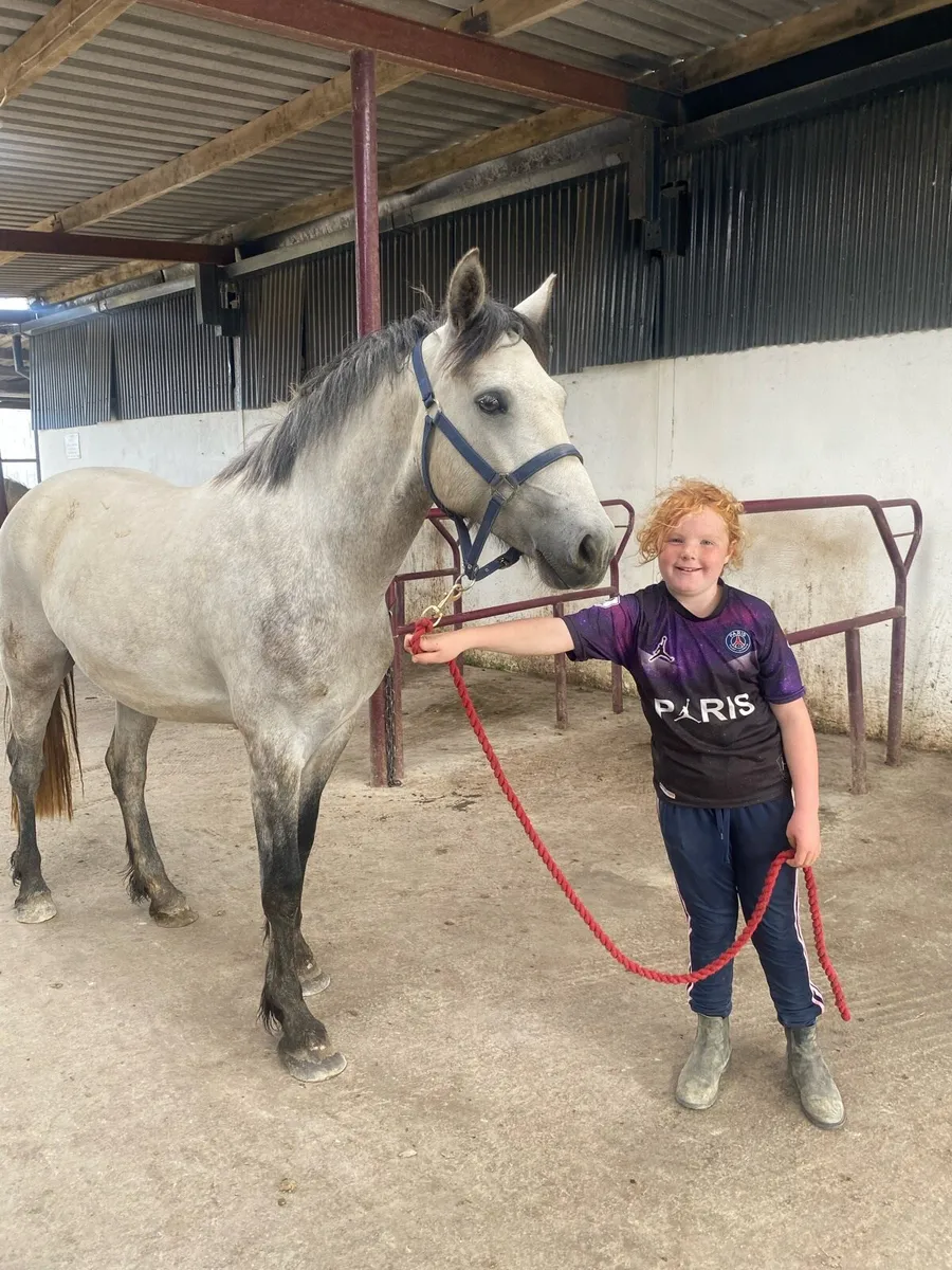 4 year old Connemara gelding - Image 1