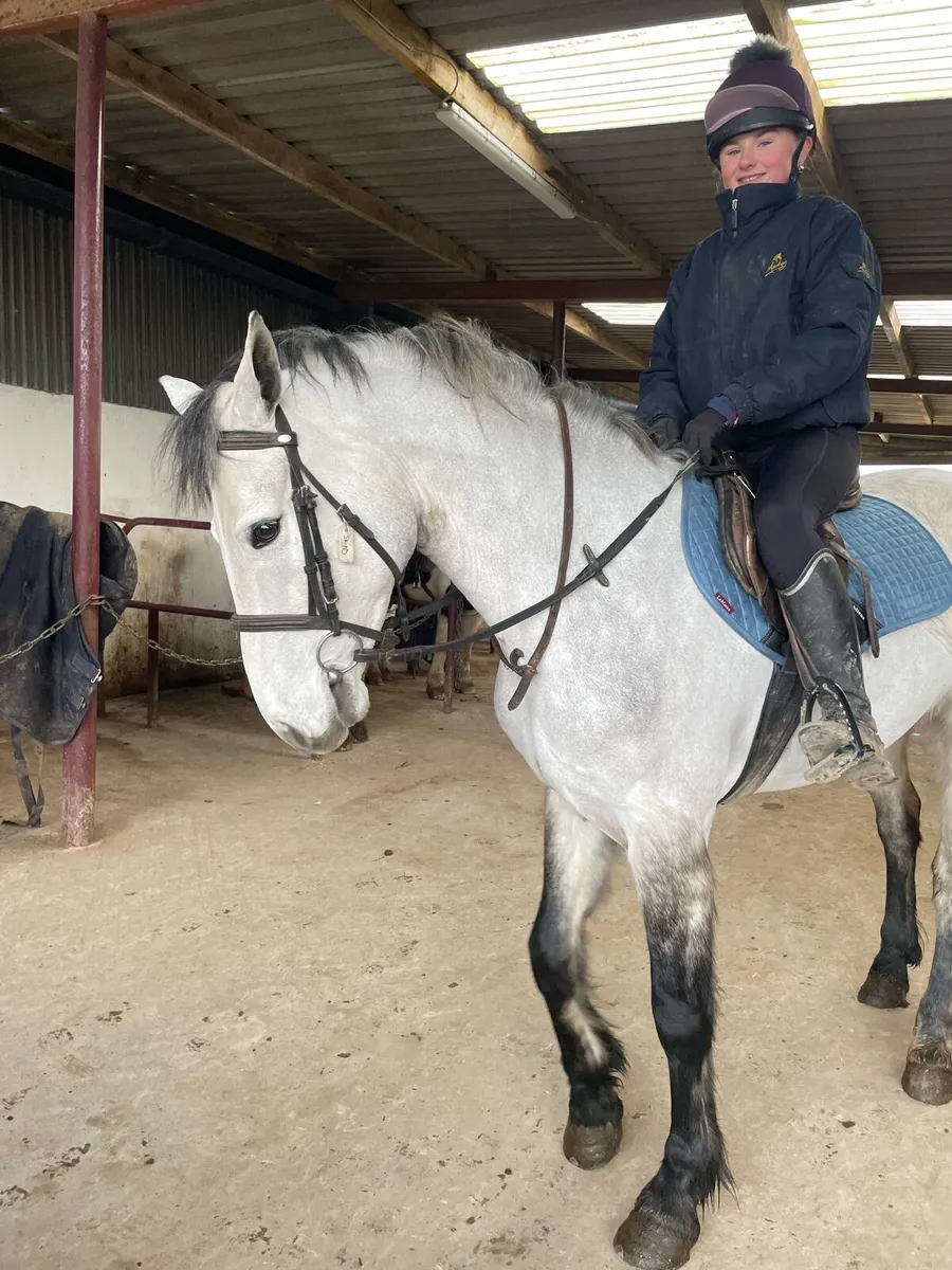 4 year old Connemara gelding - Image 2