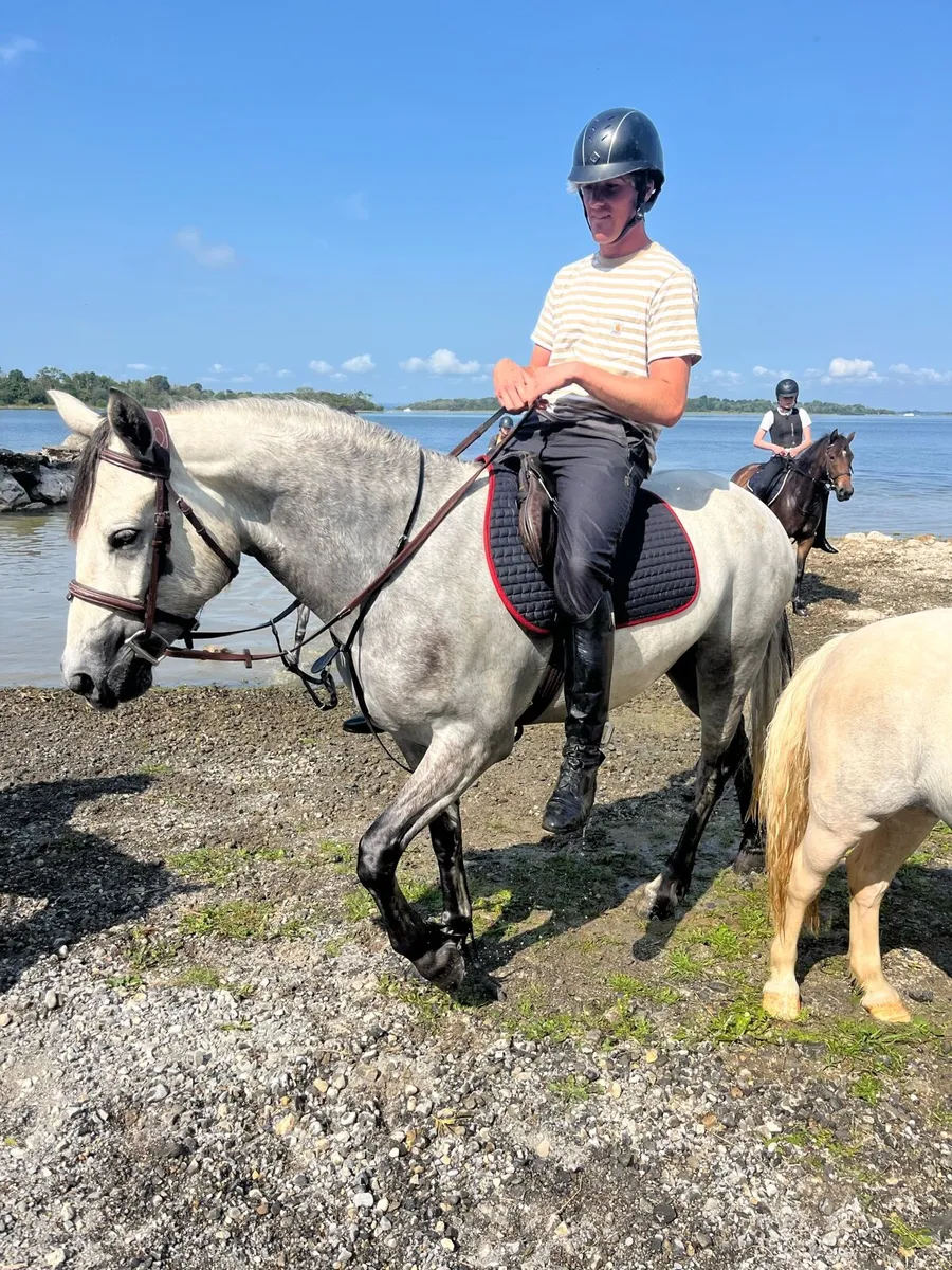 4 year old Connemara gelding - Image 3