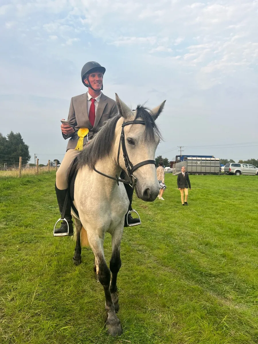 4 year old Connemara gelding - Image 4