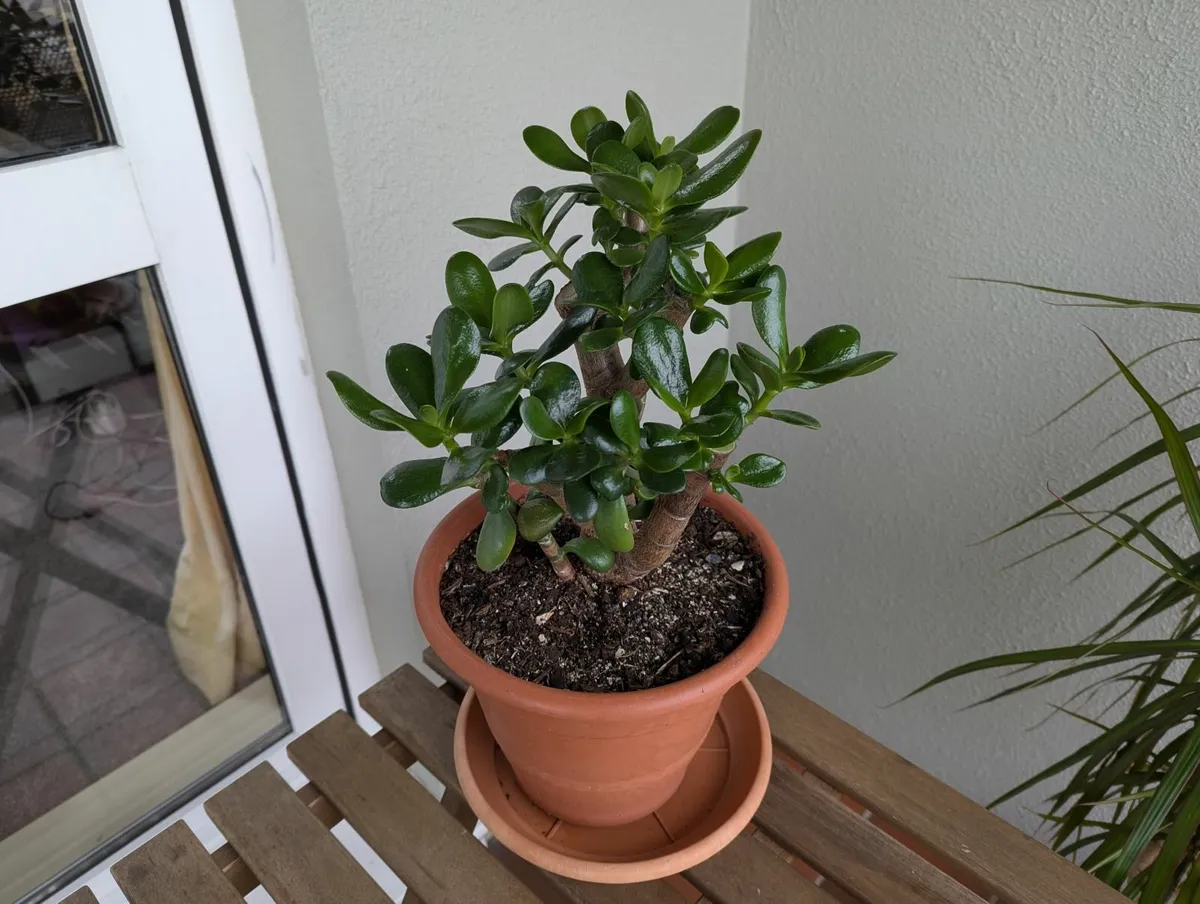 Jade plant bonsai - Image 2
