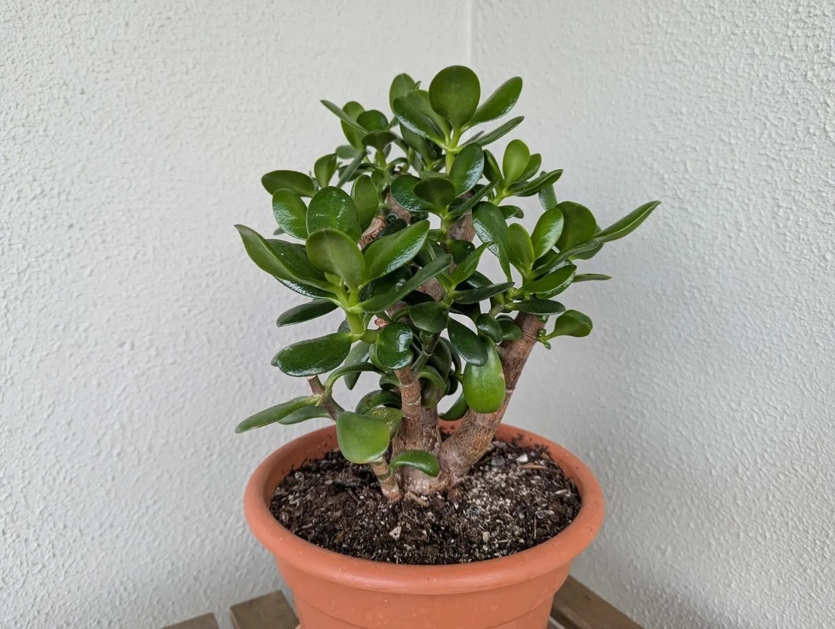 Jade plant bonsai - Image 3