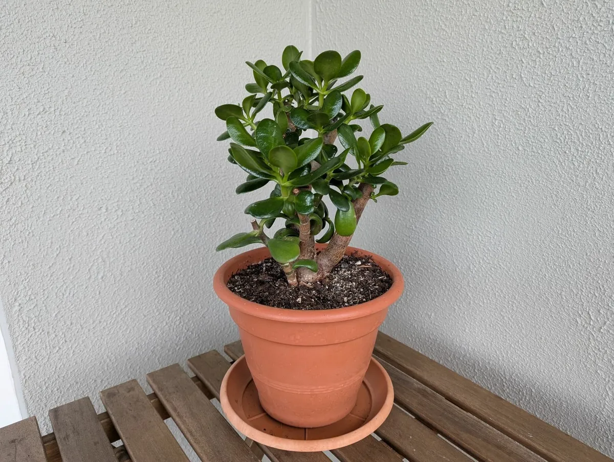 Jade plant bonsai - Image 1