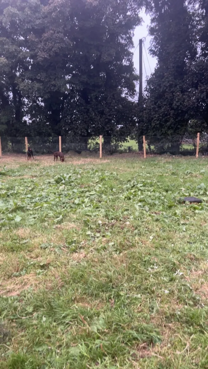 Massive dog run - Image 3