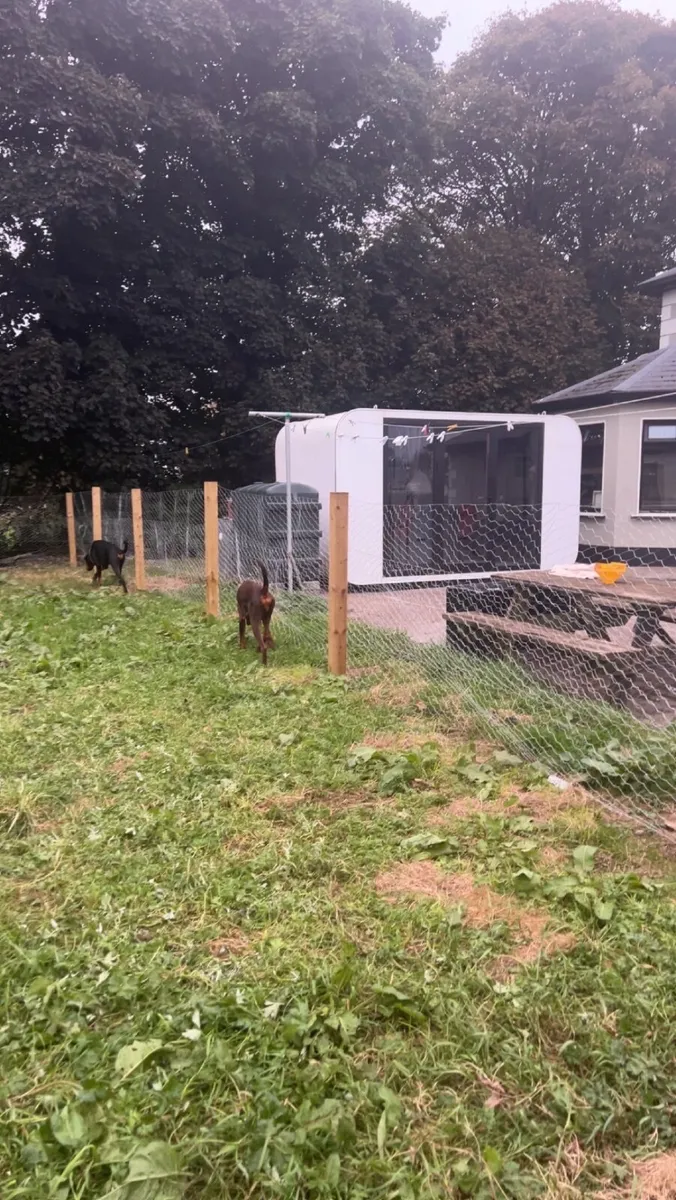 Massive dog run - Image 1