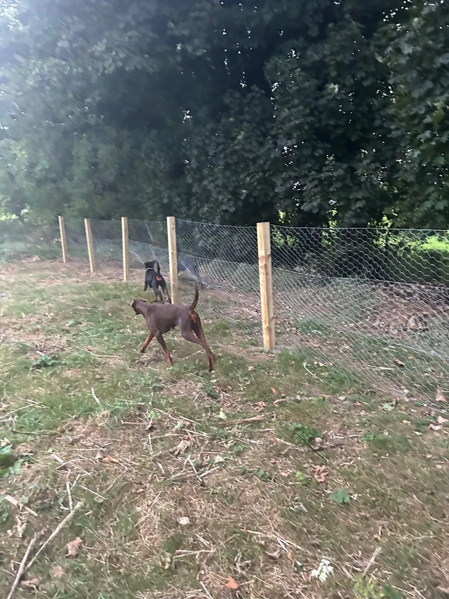 Massive dog run - Image 4
