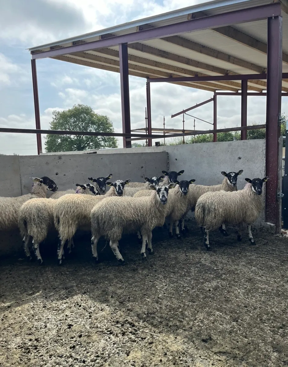 10 smashing mule ewe lambs - Image 1