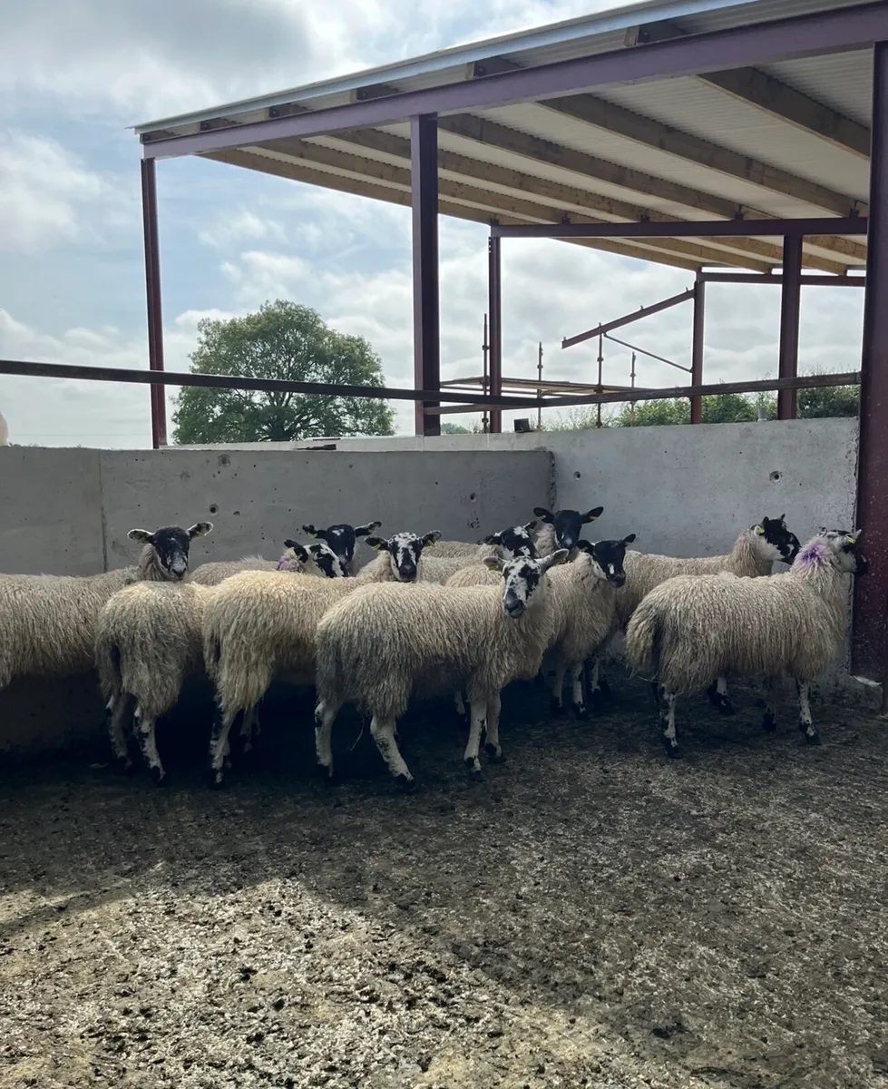 10 smashing mule ewe lambs - Image 2