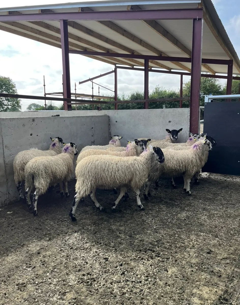 10 smashing mule ewe lambs - Image 3