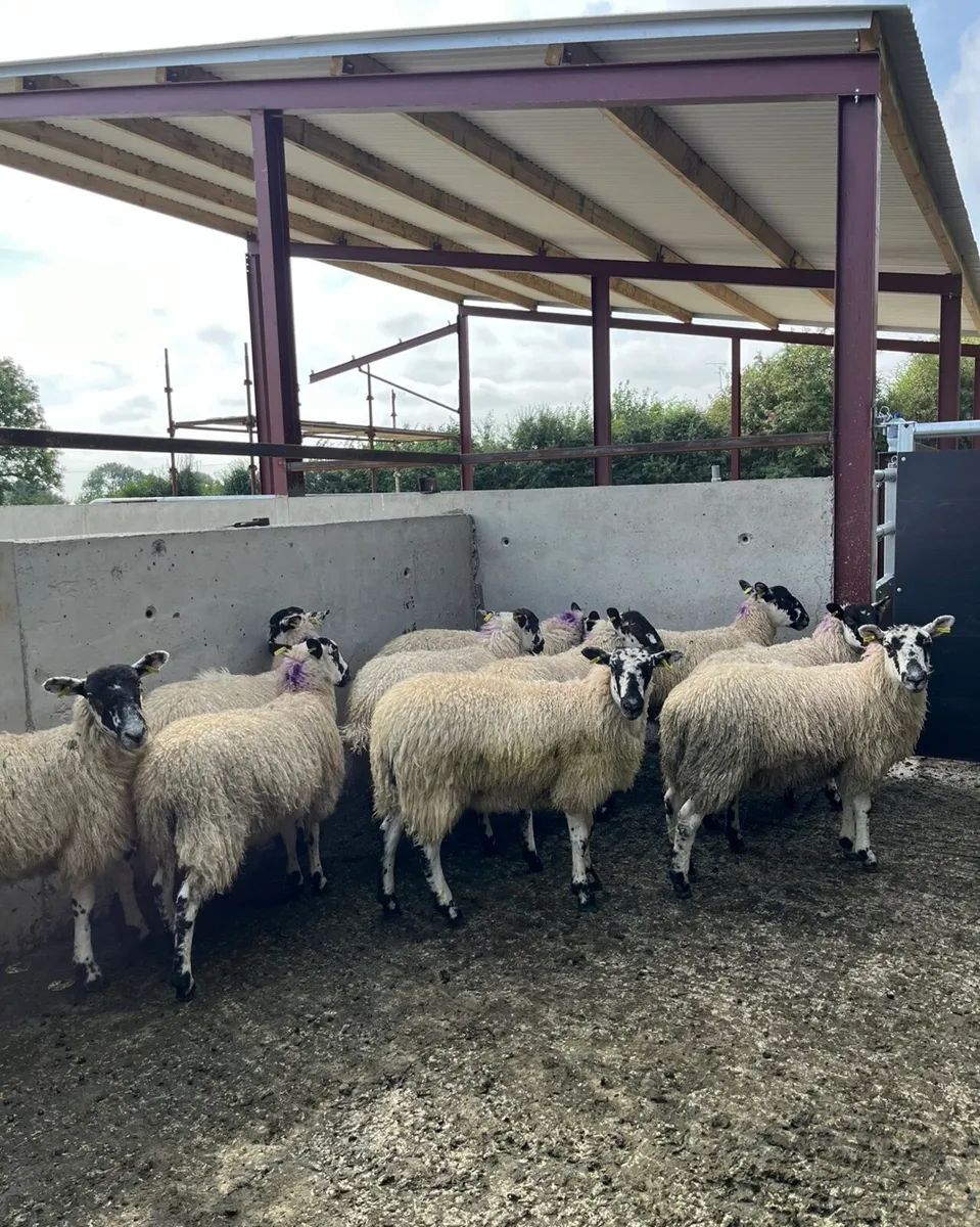10 smashing mule ewe lambs - Image 4