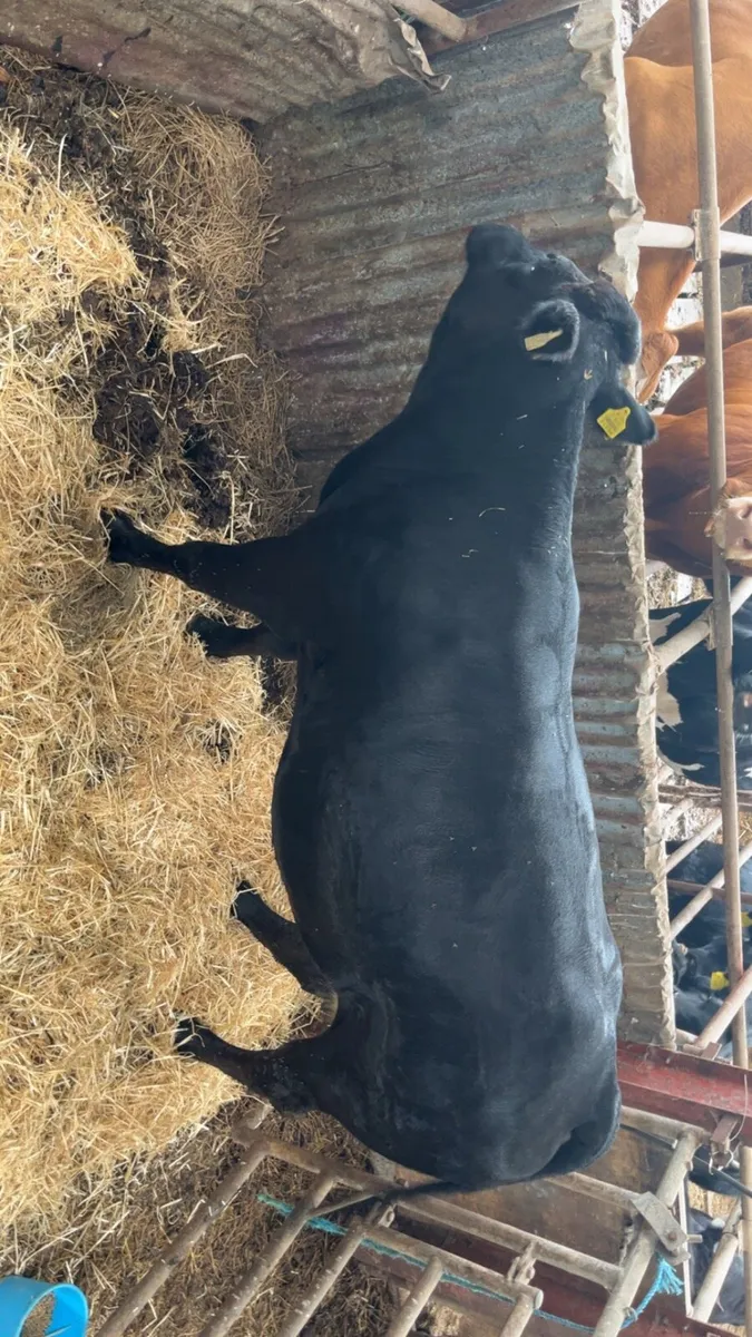 Top class heifer for sale at Castleisland Mart - Image 1