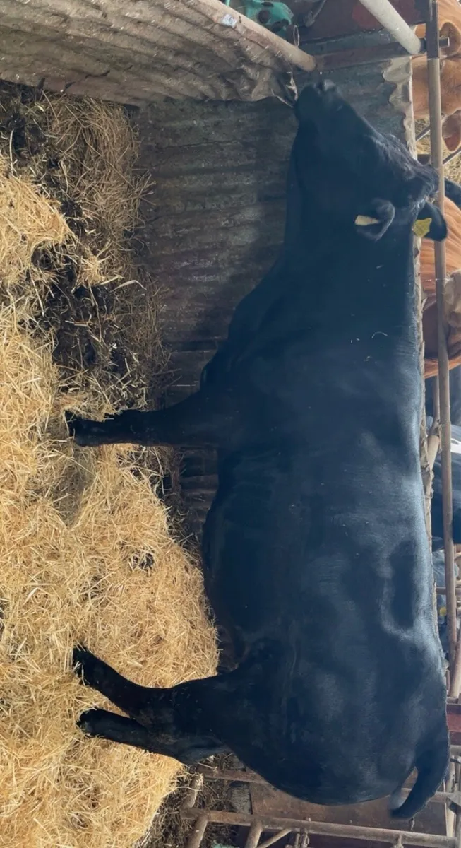 Top class heifer for sale at Castleisland Mart - Image 2