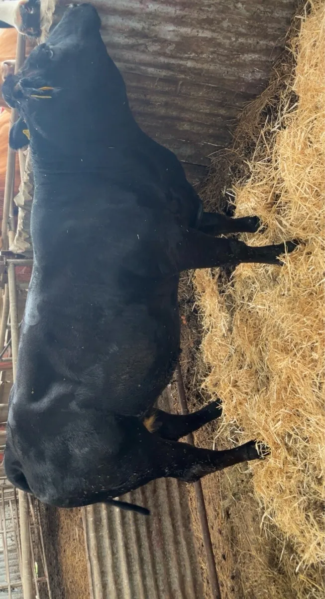 Top class heifer for sale at Castleisland Mart - Image 3