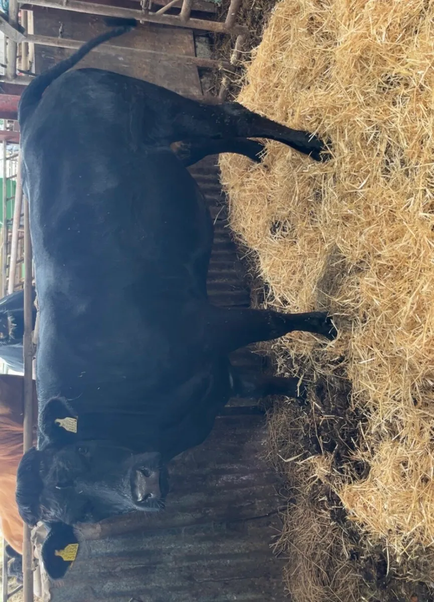 Top class heifer for sale at Castleisland Mart - Image 4