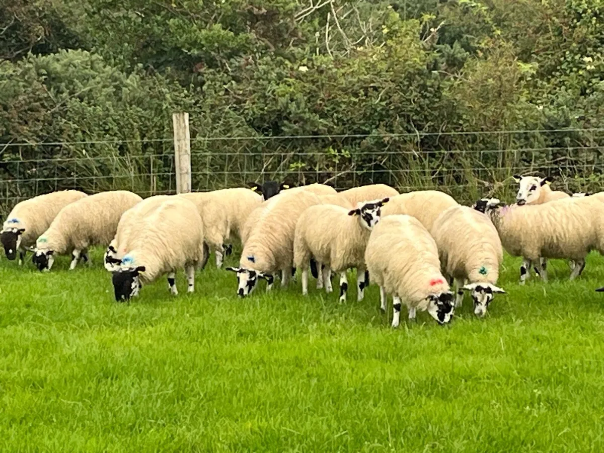 50 Mule Ewe Lambs ;Milltown Next Thursday Evening - Image 3