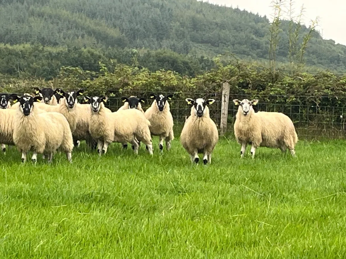 50 Mule Ewe Lambs ;Milltown Next Thursday Evening - Image 2