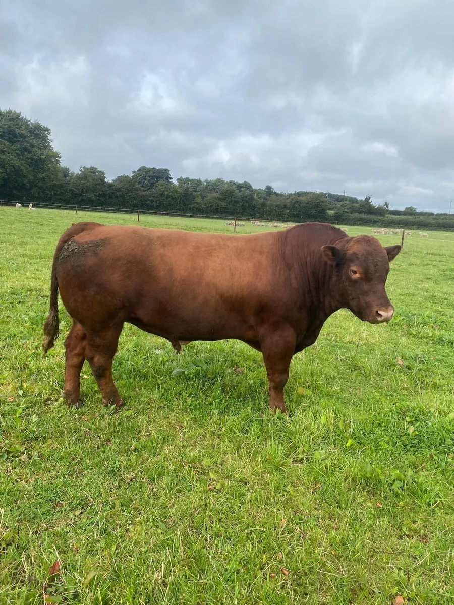Top-Quality 4-Year-Old Stabiliser Bull - Image 1