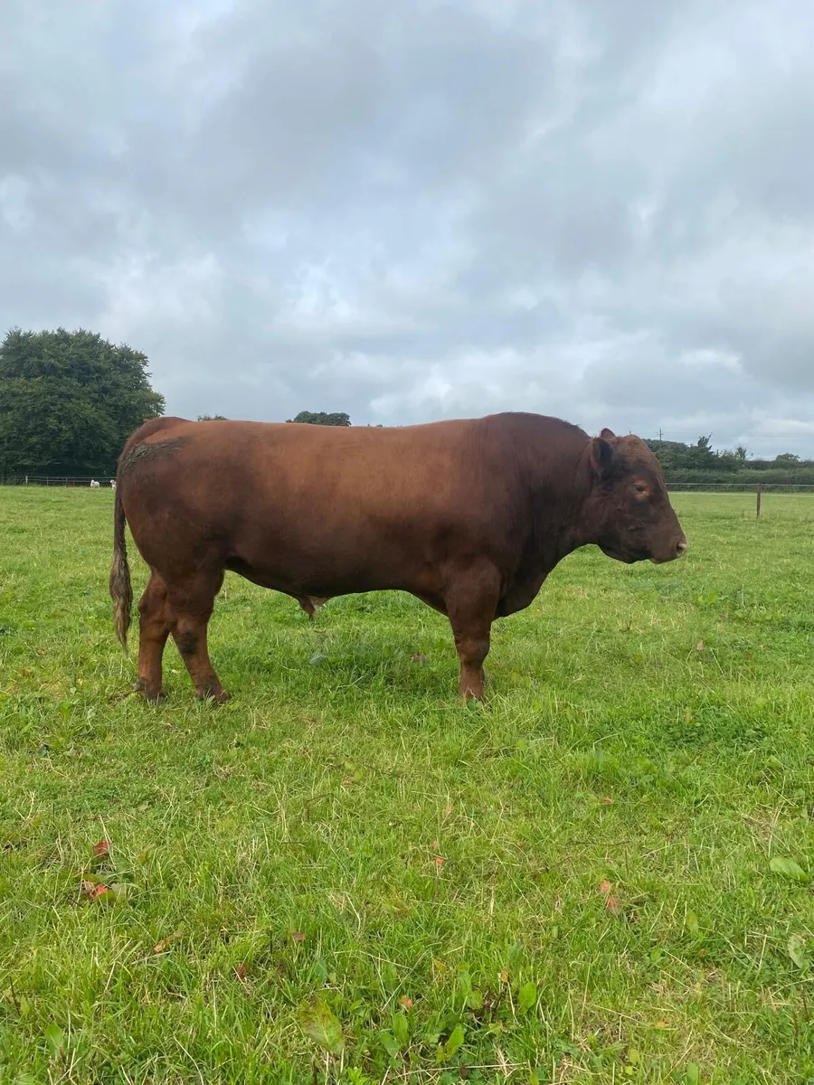 Top-Quality 4-Year-Old Stabiliser Bull - Image 2