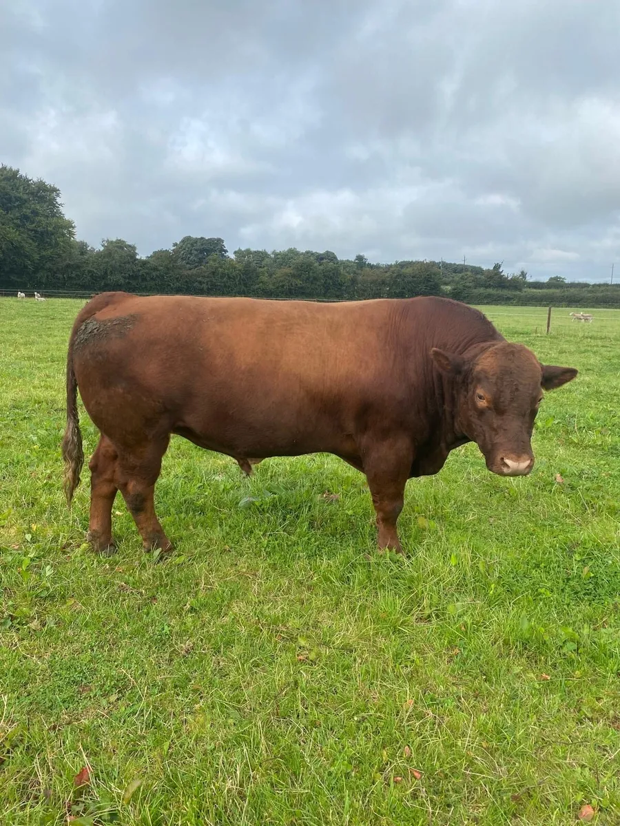 Top-Quality 4-Year-Old Stabiliser Bull - Image 3