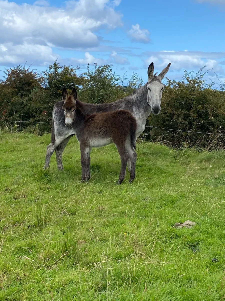 Mare Donkey & Foal - Image 1
