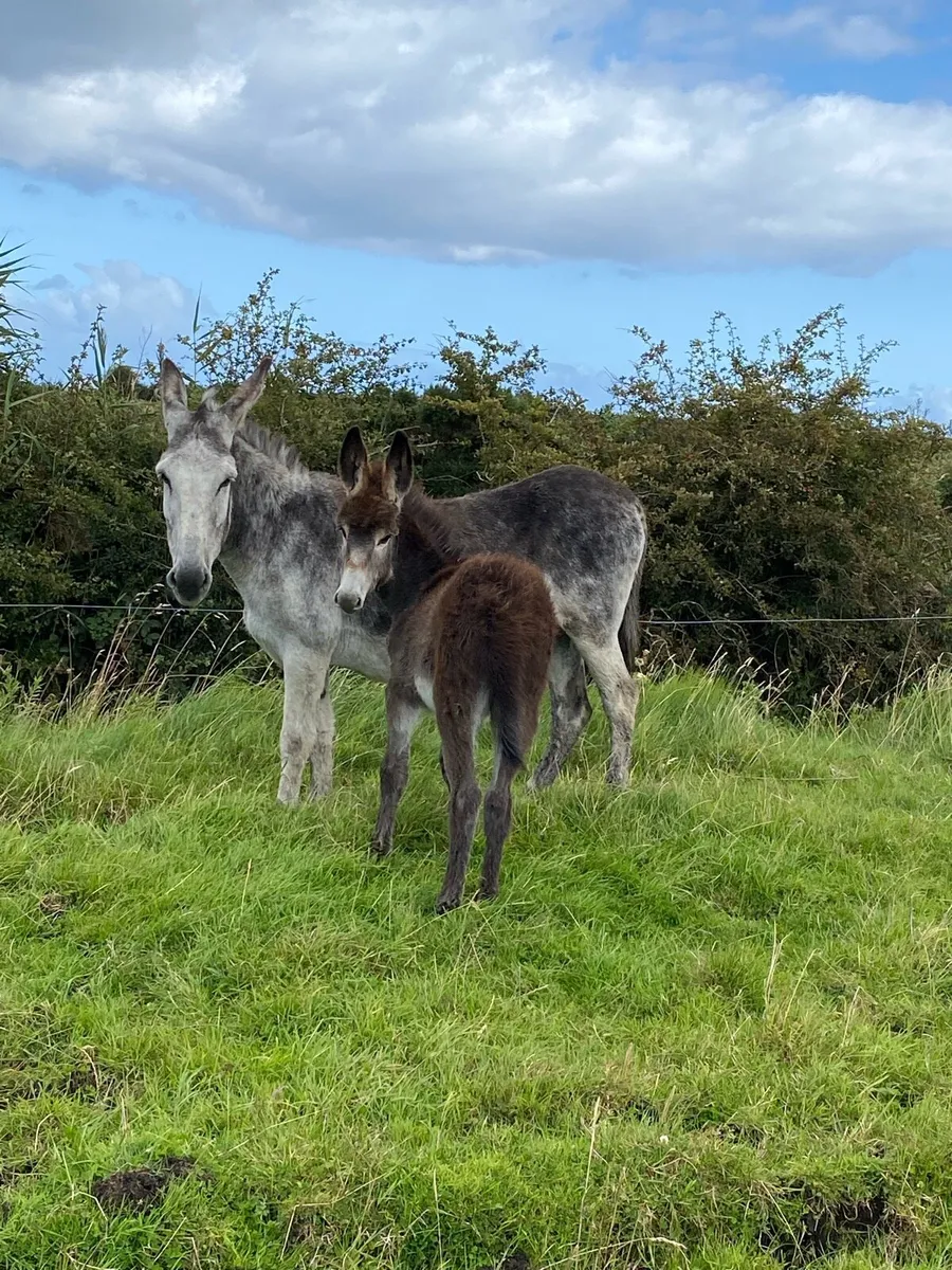 Mare Donkey & Foal - Image 2