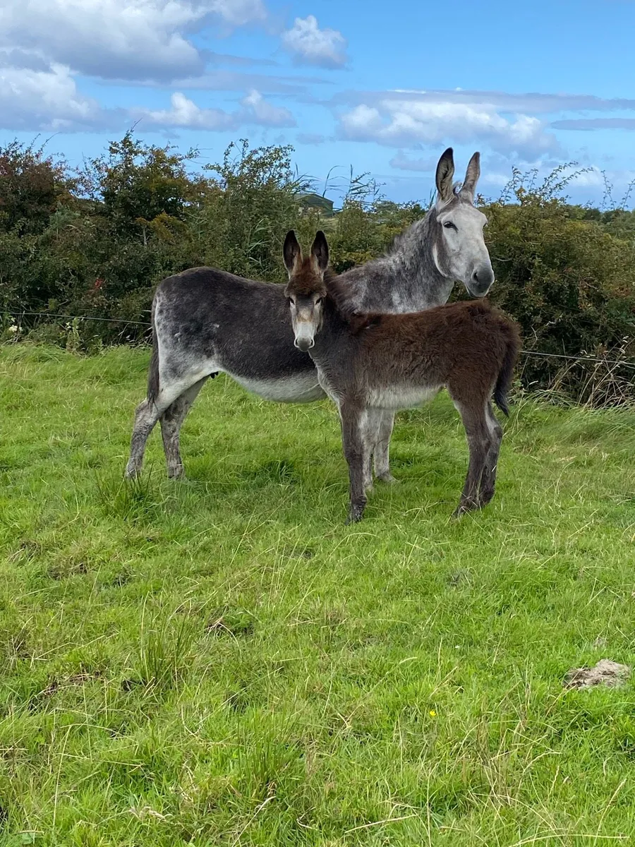 Mare Donkey & Foal - Image 3