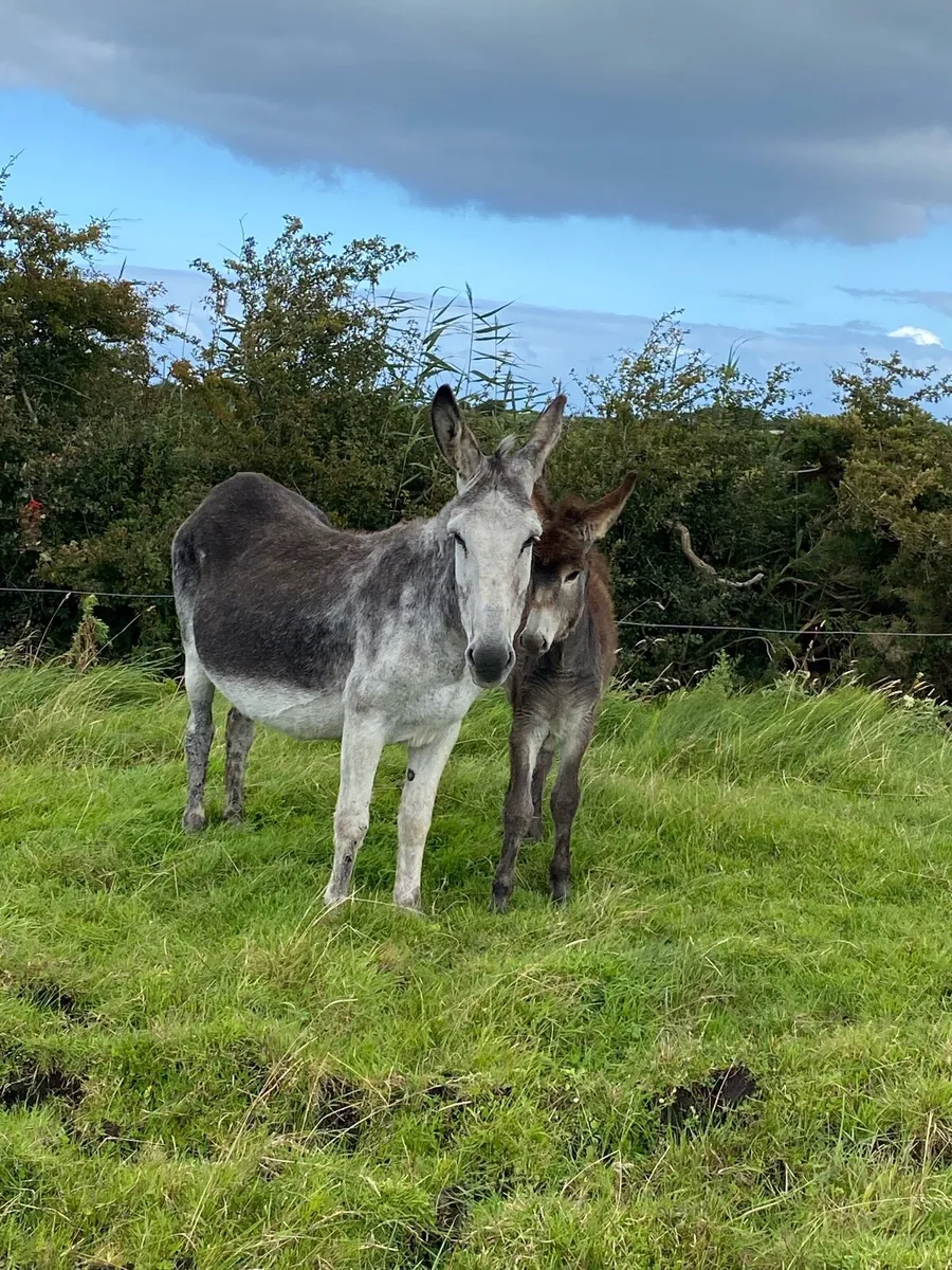 Mare Donkey & Foal - Image 4