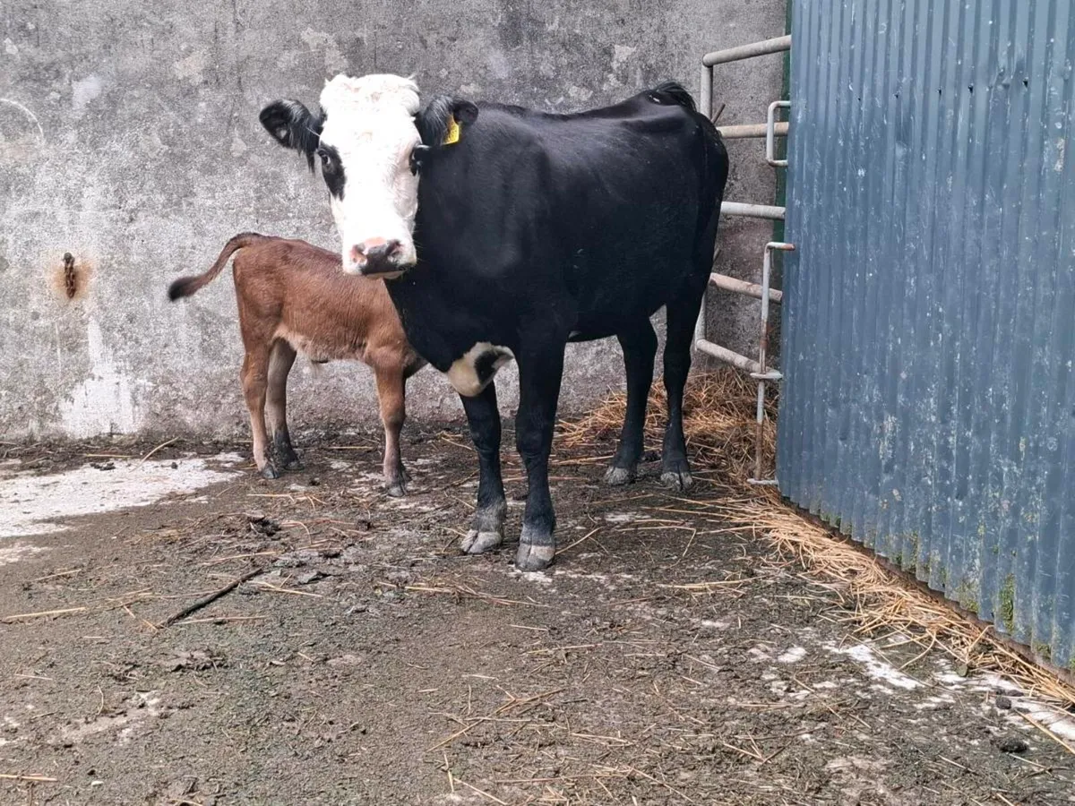 2nd Calved 5 Star Limousin Cow with Lim Bull Calf - Image 1