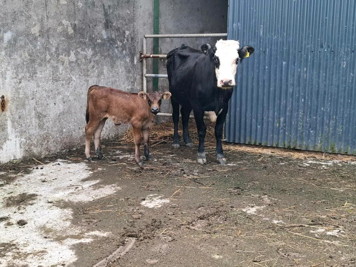 2nd Calved 5 Star Limousin Cow with Lim Bull Calf - Image 2