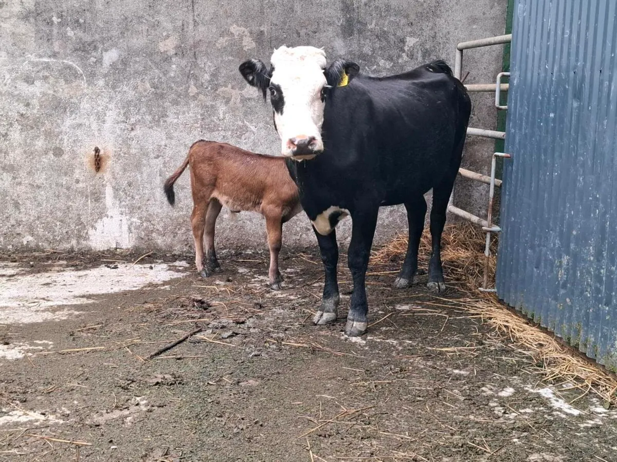 2nd Calved 5 Star Limousin Cow with Lim Bull Calf - Image 3