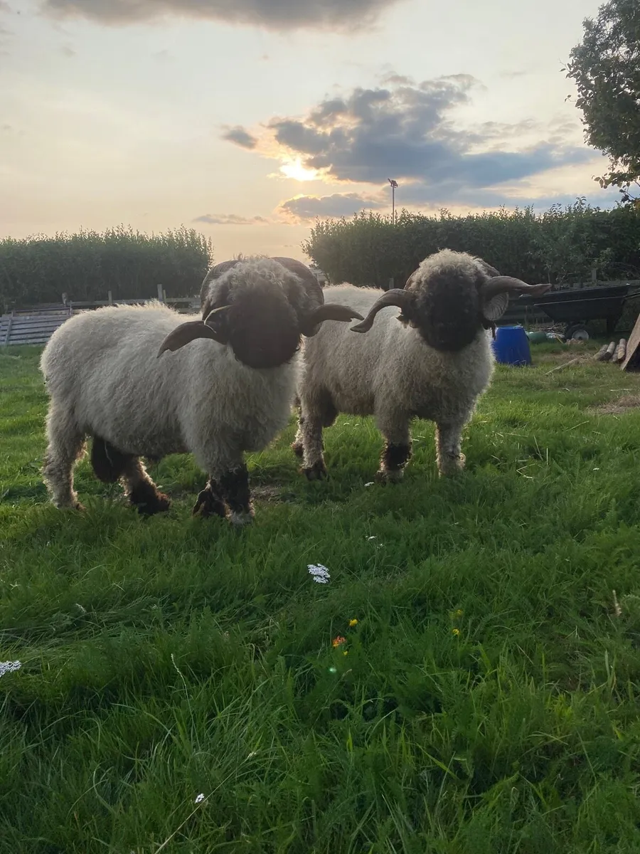 ⛔️⛔️Pedigree Valais black nose rams⛔️⛔️ - Image 1