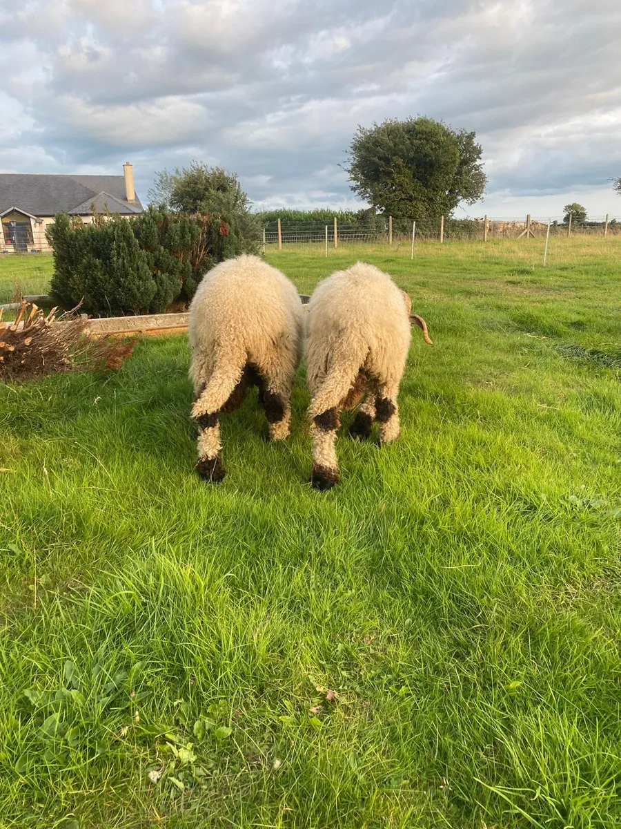 ⛔️⛔️Pedigree Valais black nose rams⛔️⛔️ - Image 2