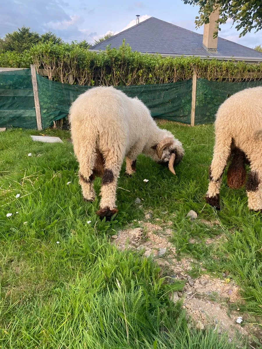 ⛔️⛔️Pedigree Valais black nose rams⛔️⛔️ - Image 3