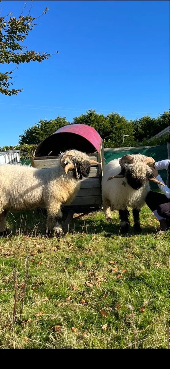 ⛔️⛔️Pedigree Valais black nose rams⛔️⛔️ - Image 4