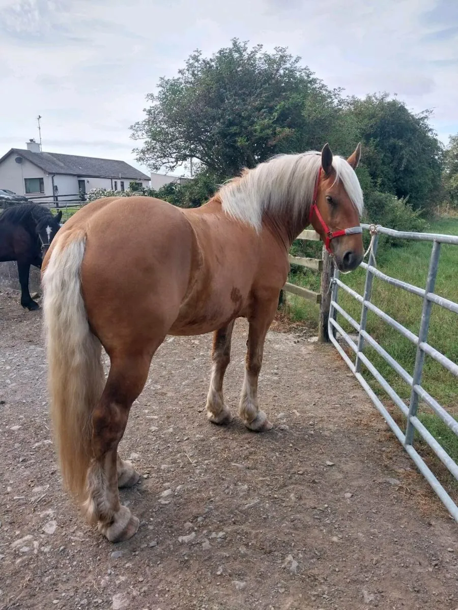 3 YEAR OLD FRENCH BRED PALOMINO MARE - Image 1