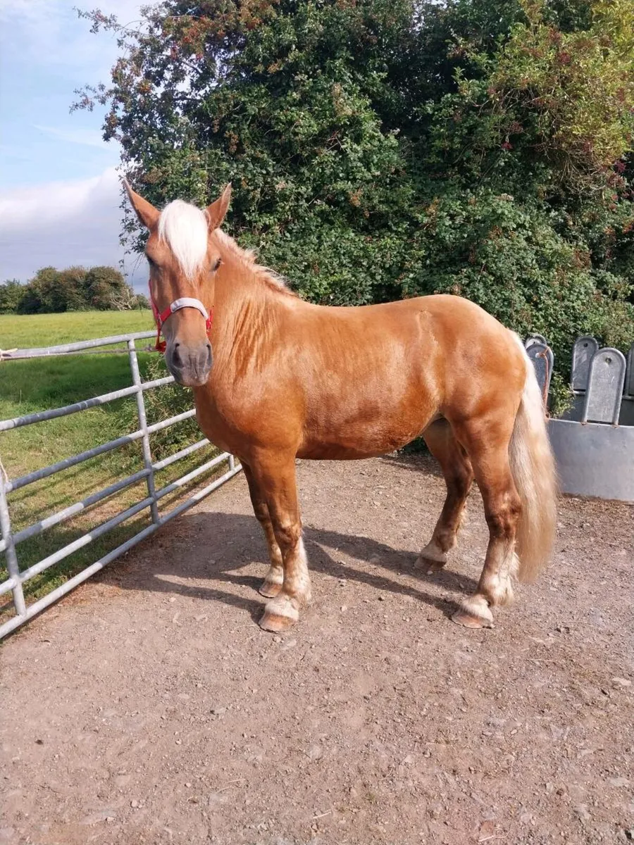 3 YEAR OLD FRENCH BRED PALOMINO MARE - Image 2