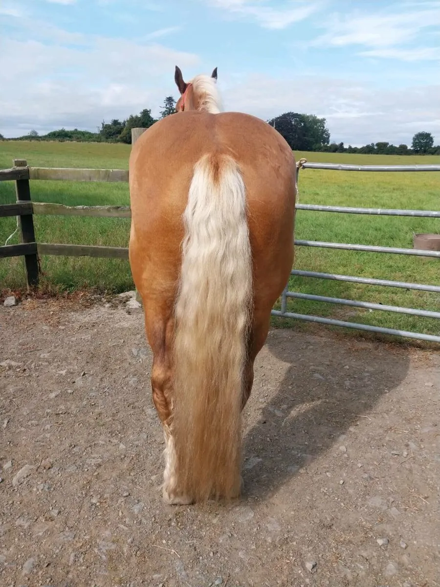 3 YEAR OLD FRENCH BRED PALOMINO MARE - Image 3