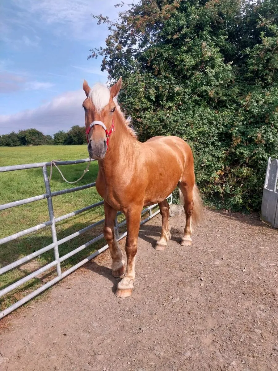 3 YEAR OLD FRENCH BRED PALOMINO MARE - Image 4