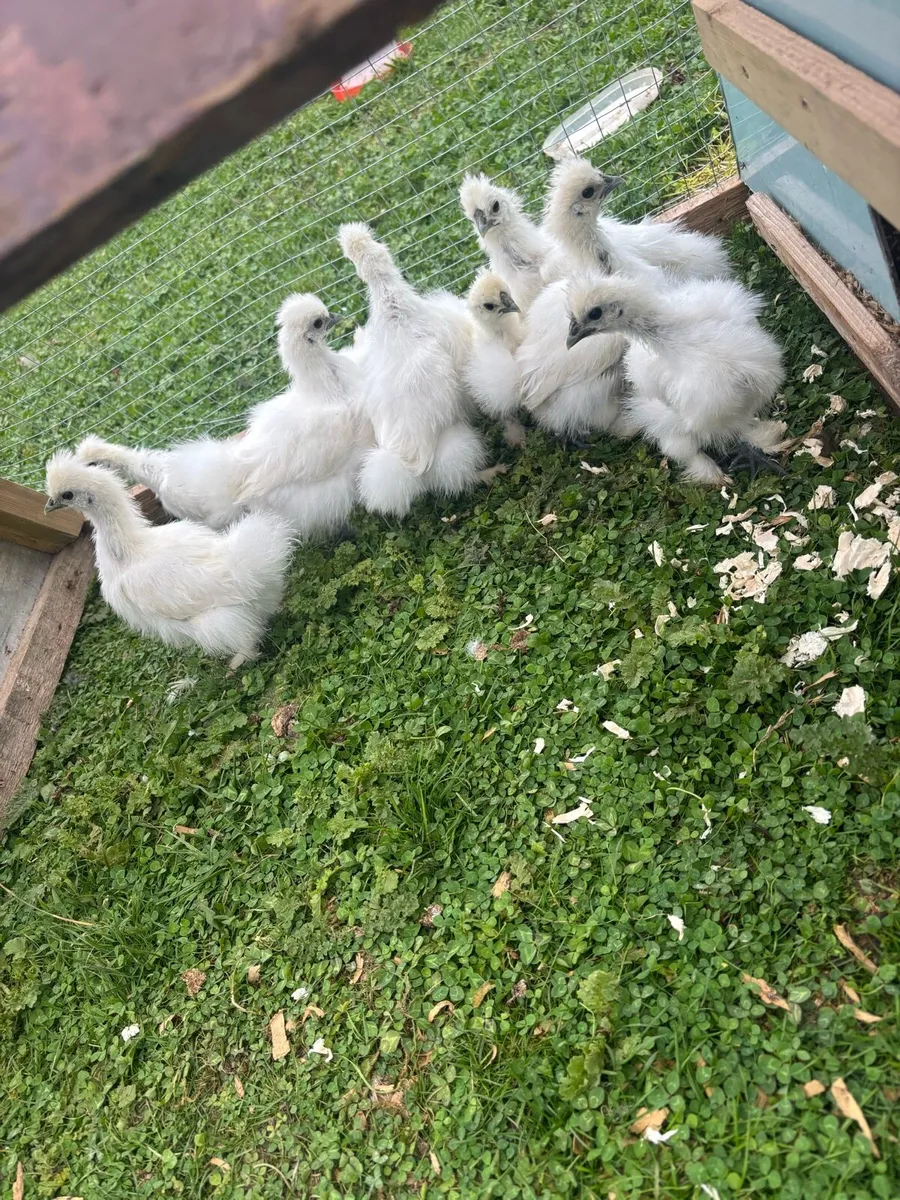 5 week old Silkie chicks. - Image 1