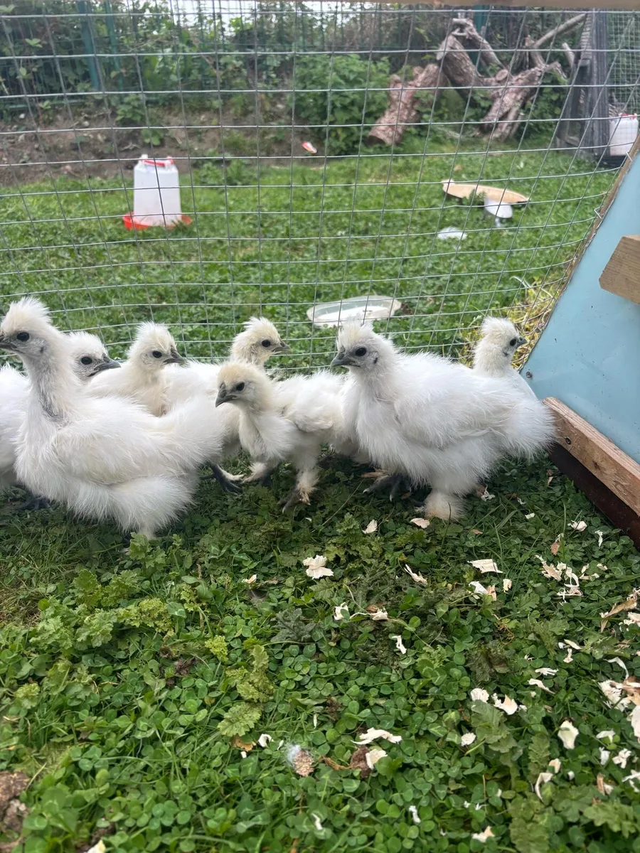 5 week old Silkie chicks. - Image 2