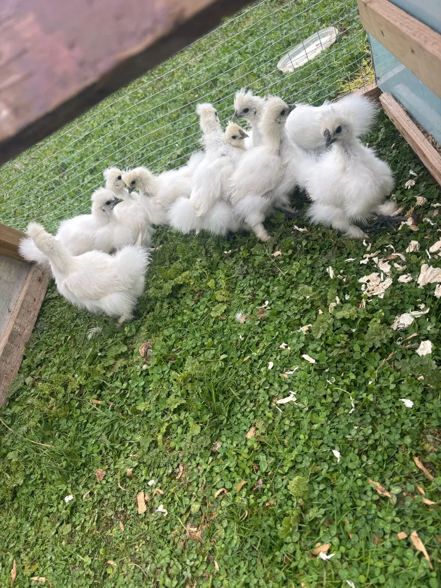 5 week old Silkie chicks. - Image 3