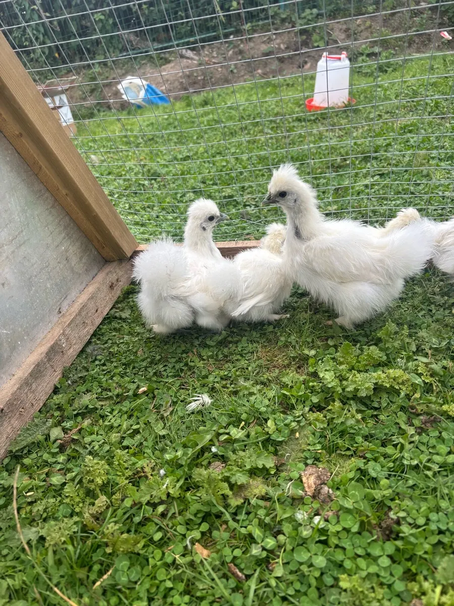 5 week old Silkie chicks. - Image 4