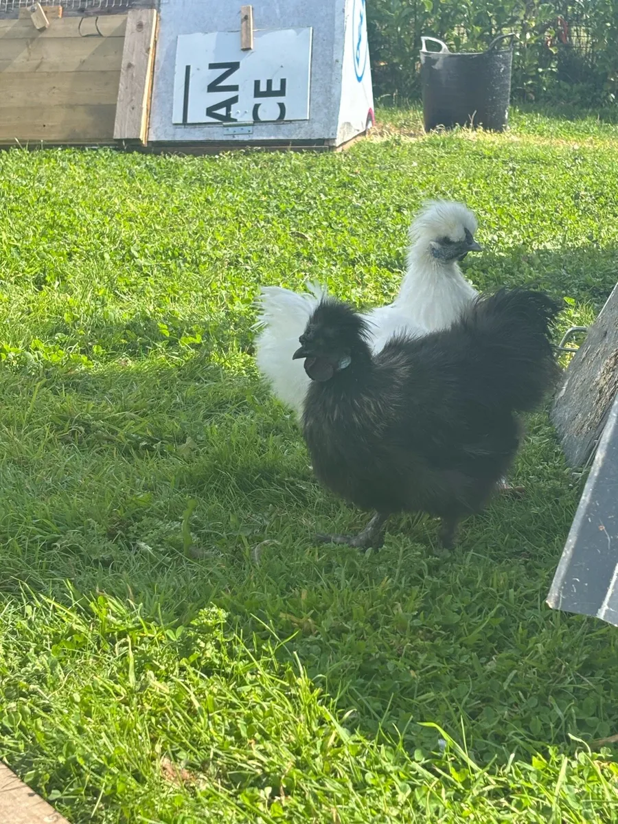 Mottled Pekin and silkie roosters - Image 2