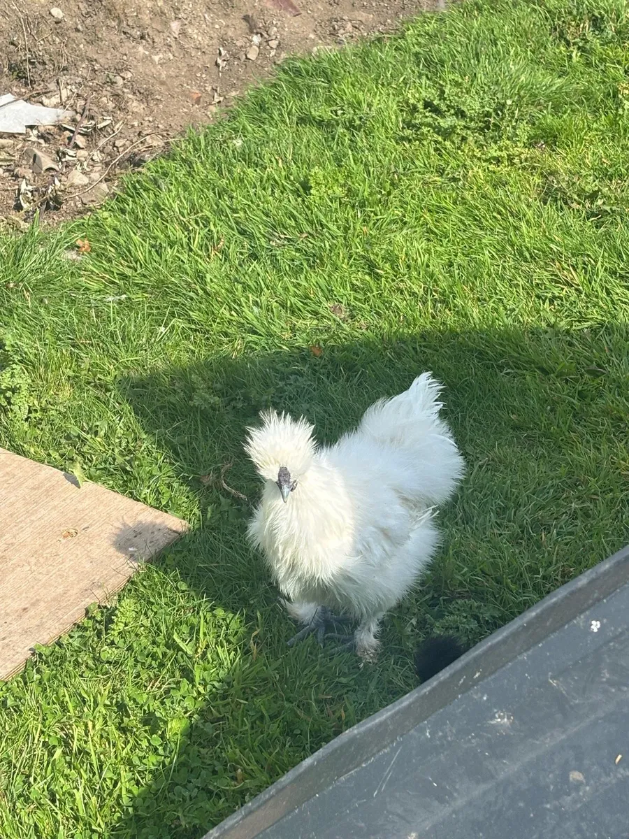 Mottled Pekin and silkie roosters - Image 3